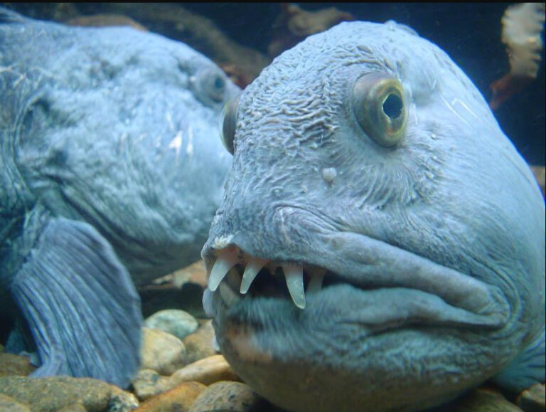 An image of the ugliest fish in the world